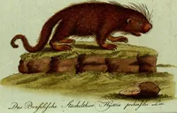 An illustration from (Band 5): Fünftes Hundert (1804)
