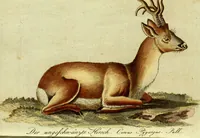 An illustration from (Band 5): Fünftes Hundert (1804)