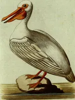 An illustration from (Band 5): Fünftes Hundert (1804)