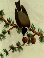 An illustration from (Band 5): Fünftes Hundert (1804)
