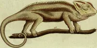 An illustration from (Band 5): Fünftes Hundert (1804)