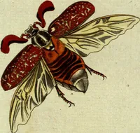 An illustration from (Band 5): Fünftes Hundert (1804)