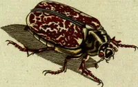 An illustration from (Band 5): Fünftes Hundert (1804)