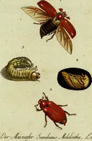 An illustration from (Band 5): Fünftes Hundert (1804)