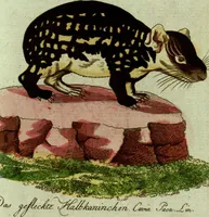 An illustration from (Band 5): Fünftes Hundert (1804)
