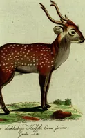 An illustration from (Band 5): Fünftes Hundert (1804)