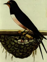 An illustration from (Band 5): Fünftes Hundert (1804)