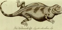 An illustration from (Band 5): Fünftes Hundert (1804)