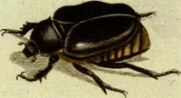 An illustration from (Band 5): Fünftes Hundert (1804)