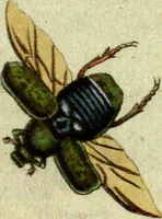 An illustration from (Band 5): Fünftes Hundert (1804)