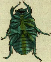 An illustration from (Band 5): Fünftes Hundert (1804)