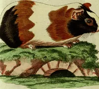 An illustration from (Band 5): Fünftes Hundert (1804)