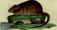 An illustration from (Band 5): Fünftes Hundert (1804)