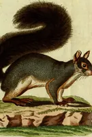 An illustration from (Band 5): Fünftes Hundert (1804)