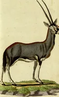 An illustration from (Band 5): Fünftes Hundert (1804)