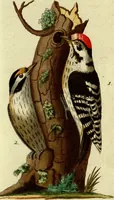 An illustration from (Band 5): Fünftes Hundert (1804)