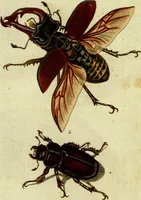An illustration from (Band 5): Fünftes Hundert (1804)
