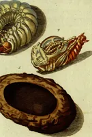An illustration from (Band 5): Fünftes Hundert (1804)
