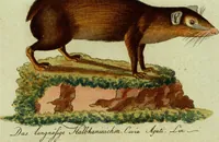 An illustration from (Band 5): Fünftes Hundert (1804)