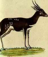 An illustration from (Band 5): Fünftes Hundert (1804)