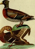 An illustration from (Band 5): Fünftes Hundert (1804)