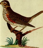 An illustration from (Band 5): Fünftes Hundert (1804)