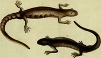 An illustration from (Band 5): Fünftes Hundert (1804)