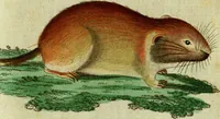 An illustration from (Band 5): Fünftes Hundert (1804)