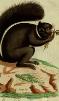 An illustration from (Band 5): Fünftes Hundert (1804)