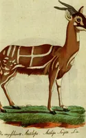 An illustration from (Band 5): Fünftes Hundert (1804)