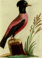 An illustration from (Band 5): Fünftes Hundert (1804)
