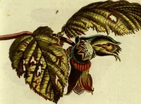 An illustration from (Band 5): Fünftes Hundert (1804)