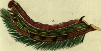 An illustration from (Band 5): Fünftes Hundert (1804)