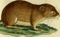 An illustration from (Band 5): Fünftes Hundert (1804)