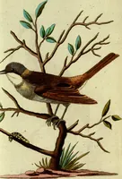 An illustration from (Band 5): Fünftes Hundert (1804)