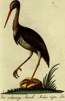 An illustration from (Band 5): Fünftes Hundert (1804)
