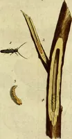An illustration from (Band 5): Fünftes Hundert (1804)