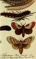 An illustration from (Band 5): Fünftes Hundert (1804)