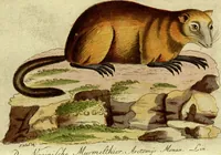 An illustration from (Band 5): Fünftes Hundert (1804)