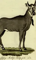 An illustration from (Band 5): Fünftes Hundert (1804)