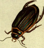 An illustration from (Band 5): Fünftes Hundert (1804)
