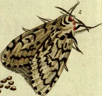 An illustration from (Band 5): Fünftes Hundert (1804)