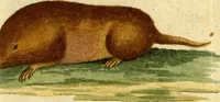 An illustration from (Band 5): Fünftes Hundert (1804)