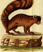 An illustration from (Band 5): Fünftes Hundert (1804)