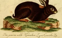 An illustration from (Band 5): Fünftes Hundert (1804)