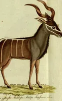 An illustration from (Band 5): Fünftes Hundert (1804)