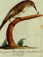 An illustration from (Band 5): Fünftes Hundert (1804)