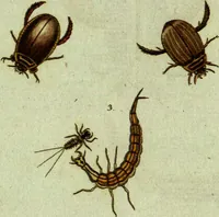 An illustration from (Band 5): Fünftes Hundert (1804)