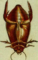 An illustration from (Band 5): Fünftes Hundert (1804)