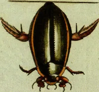 An illustration from (Band 5): Fünftes Hundert (1804)